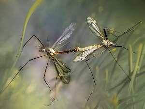 Како ће се, уз генетички инжењеринг, комарци борити сами против себе