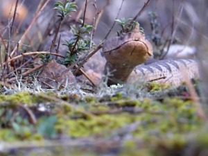 Бука измамила змије на улице Београда – ако видите смука, довољно је да урадите једну ствар