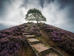 Дивља природа Данске 