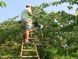 Газде нуде веће дневнице за брање воћа, али ни то није довољно 