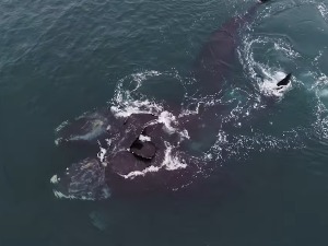 Загрљај два кита и „активност морске змије” у парењу за продужење врсте