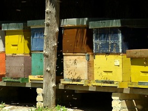 Кошнице на Гугловој мапи света, да ли je то решење за учестало тровање пчела 