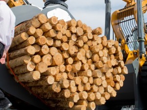 Да ли је дрво ново злато?