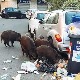 Дивље свиње "опљачкале" жену у Риму