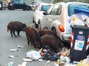 Дивље свиње "опљачкале" жену у Риму