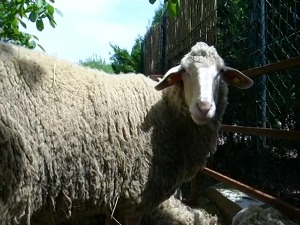 Овчари у Шумадији воле да броје и овце и новце, али није тако проста пастирска математика