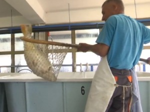 Развојни пут шарана – од епрувете до трпезе