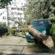 Јак ветар оборио стабло у Београду, оштећена два аутомобила