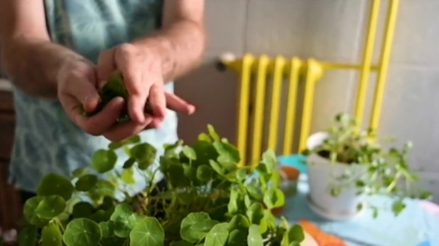Kantarion, lobelija, ženšen i salata od dragoljuba – pomoći će vam da ...