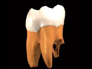 Захваљујући зубу неандерталца пронађеном у пећини код Ниша знамо зашто су људи постали паметнији