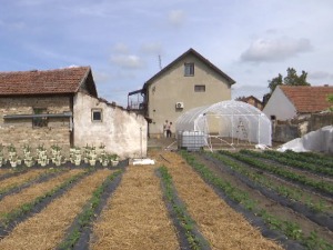 Четири жене и двоје деце – овој породици не треба мушка рука да би обрадила 10 хектара земље