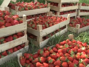 Засади јагоде у алексиначком крају са 200 хектара пали на двадесет