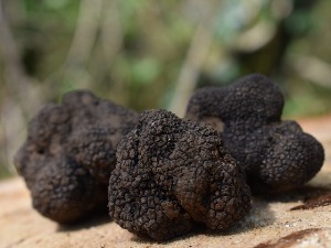 Лов на тартуфе је уносан посао, али од сада то неће моћи да ради било ко