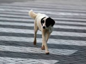 Пас ујео девојчицу у Шиду, власнику кривична пријава