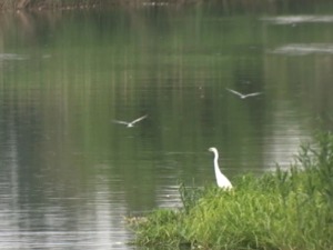 Зрењанинци се гуше у смраду, мртве рибе плутају Бегејом
