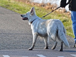 Кривична пријава мушкарцу који је са терасе гасним пиштољем пуцао на пса