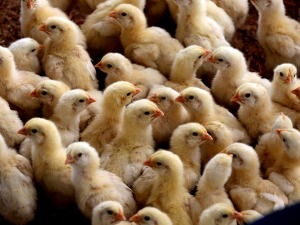 У Кини oткривен први случај новог соја птичјег грипа