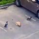 Тимски рад