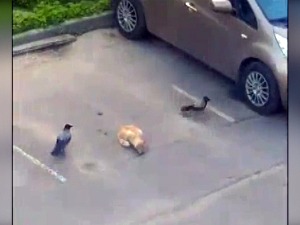 Тимски рад