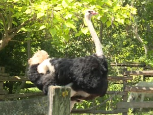 Зашто нестају фарме нојева у Војводини