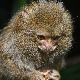 Зашто су најмањи мајмуни на свету – пигмејски мармозети, изненадили научнике