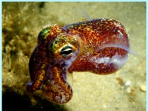 Зашто су светлеће лигње и водени медведи послати у свемир