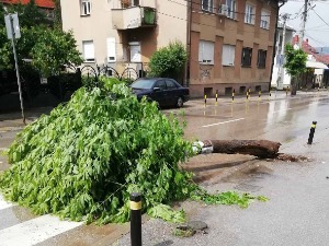 Јака киша у Врању, оборено дрво током невремена