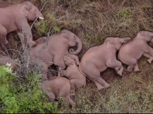 Уморили се - одбегли слонови заспали у шуми
