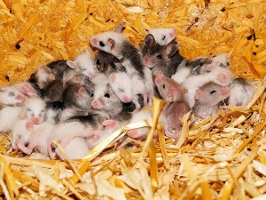 Како се родило 168 мишева зачетих спермом из свемира