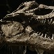 Пронађени фосили носорога који је био виши од жирафе Пронађени фосили носорога који је био виши од жирафе