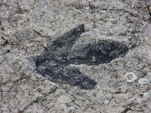 Како је изгледала шетња последњих диносауруса на планети