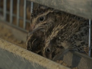 Кад се у Ваљеву удруже зет, ћерка и ташта – јапанске препелице и јаја одлазе и преко Дрине