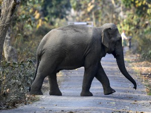 Слон усмртио 14 људи у Индији