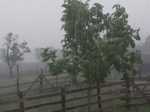 Невреме у Западној Србији, олуја носила црепове и ломила дрвеће, расхлађење стигло и у Београд