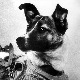 Од космичке хајке до космонаутске мајке: Како је један пас постао симбол човечанске жртве Од космичке хајке до космонаутске мајке: Како је један пас постао симбол човечанске жртве