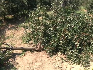 Хиљаде воћара у Топлици чека цену вишње, а један има и бригу више