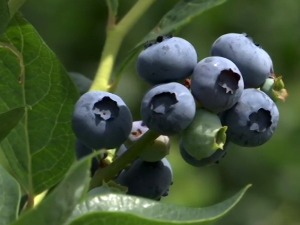 Због чега се у Шумадији све више гаје боровнице