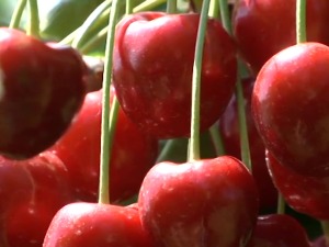 Брање трешања у пуном јеку, воћар из Панчева планира и нова улагања