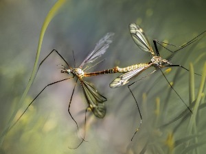 Код комараца у Београду откривен вирус Западног Нила