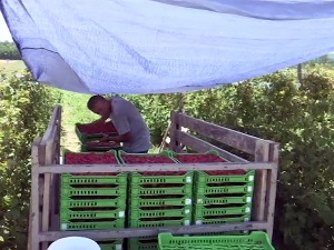 Добра година за бојничке малинаре