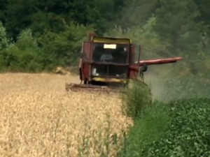 У мачванском крају биће и хлеба и погаче 