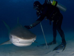 Мира Адања Полак: Ексклузивно