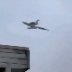 Галеб двокрилац