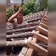 Клопка за мајстора