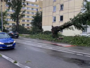 Невреме на југу Чешке, пало столетно стабло на аутомобил