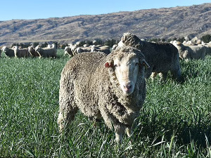 Кастрирани овнови живе дуже, исто би могло да важи и код људи, тврде научници