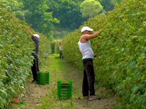 У печалбу због сезонског посла
