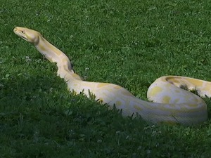 Не паничите када видите питона на слободи у Бео-зоо врту, само се сунча