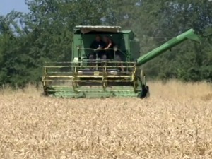  Рекордни приноси пшенице и јечма у Јужном Поморављу  