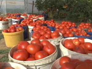 Лесковачки повртари поново делили парадајз грађанима, њихов кризни штаб изнео захтеве